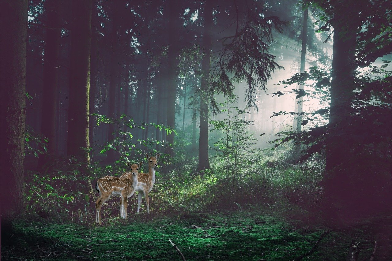 landscape, forest, deer-9156800.jpg